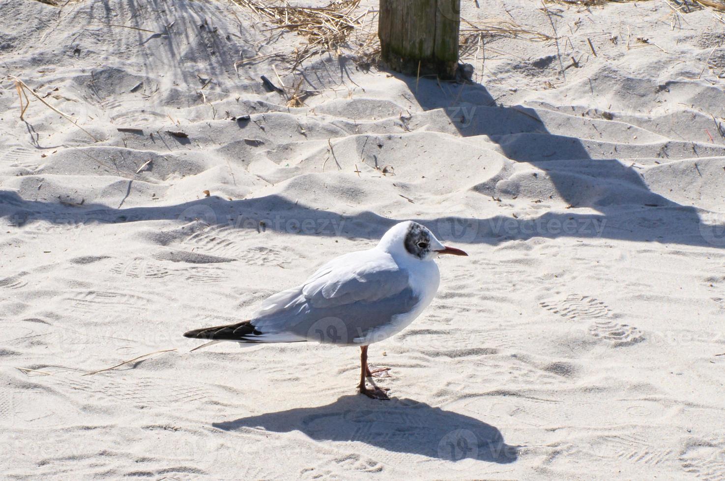gaivota na praia em zingst. pássaro caminha pela areia à beira-mar foto