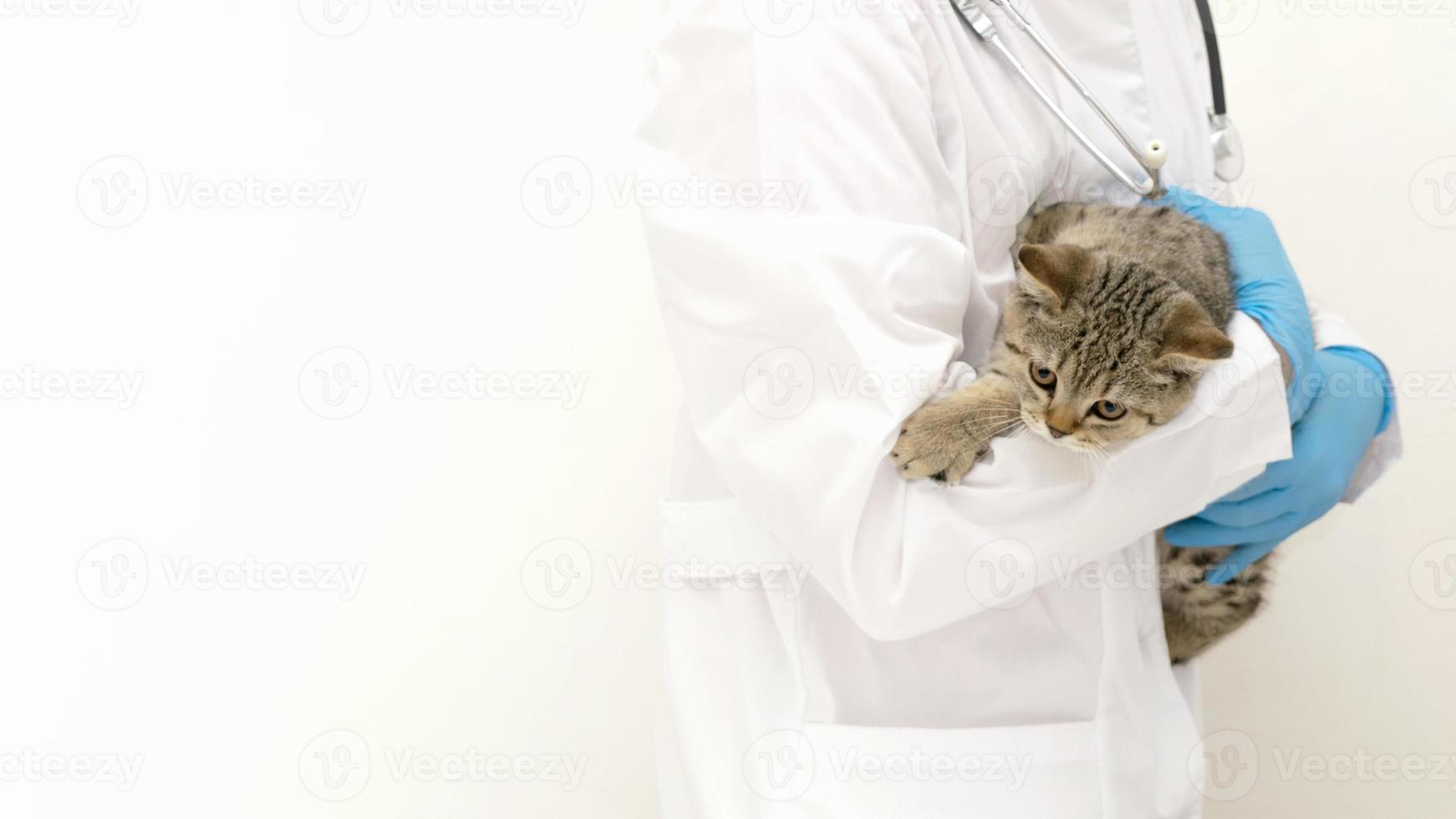 lindo pequeno gatinho reto escocês com médico veterinário. clínica veterinária. banner com espaço de cópia foto