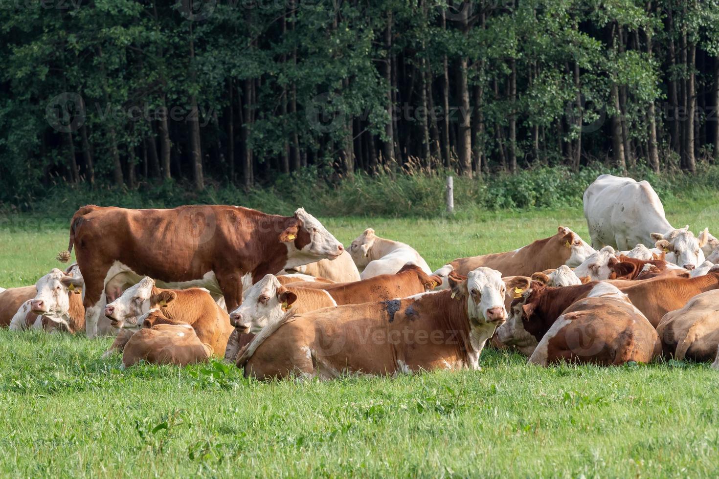 rebanho de vacas no campo verde de verão foto