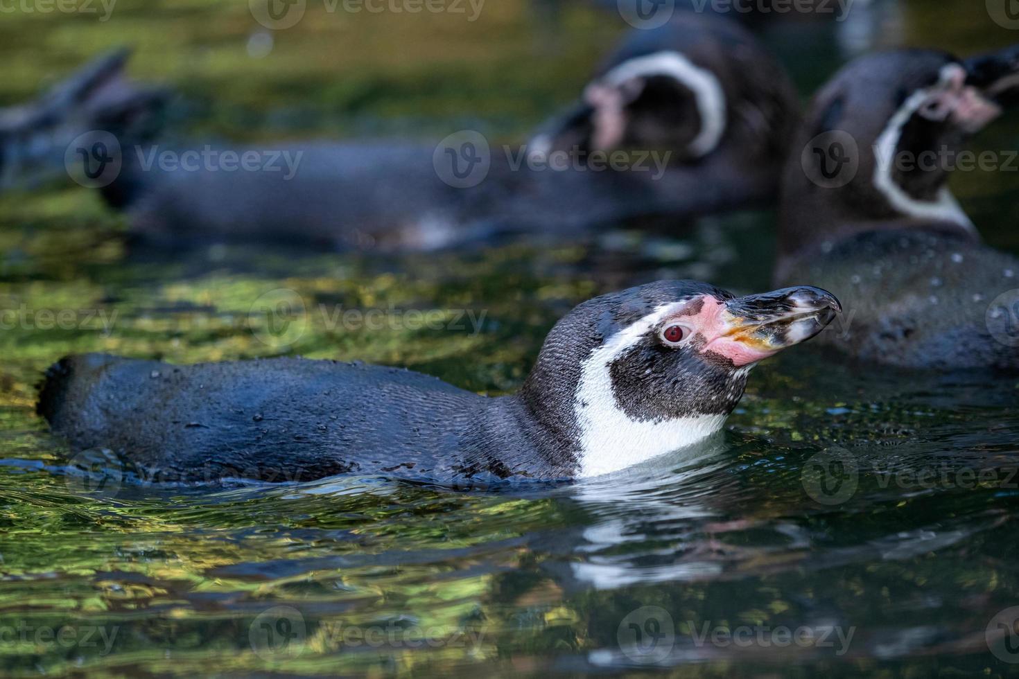 pinguim humboldt spheniscus humboldti nadando na água foto