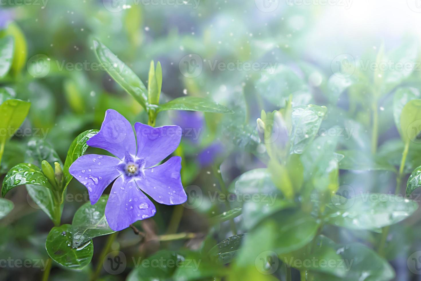 flor de pervinca azul iluminada pelo sol. belo fundo de primavera foto