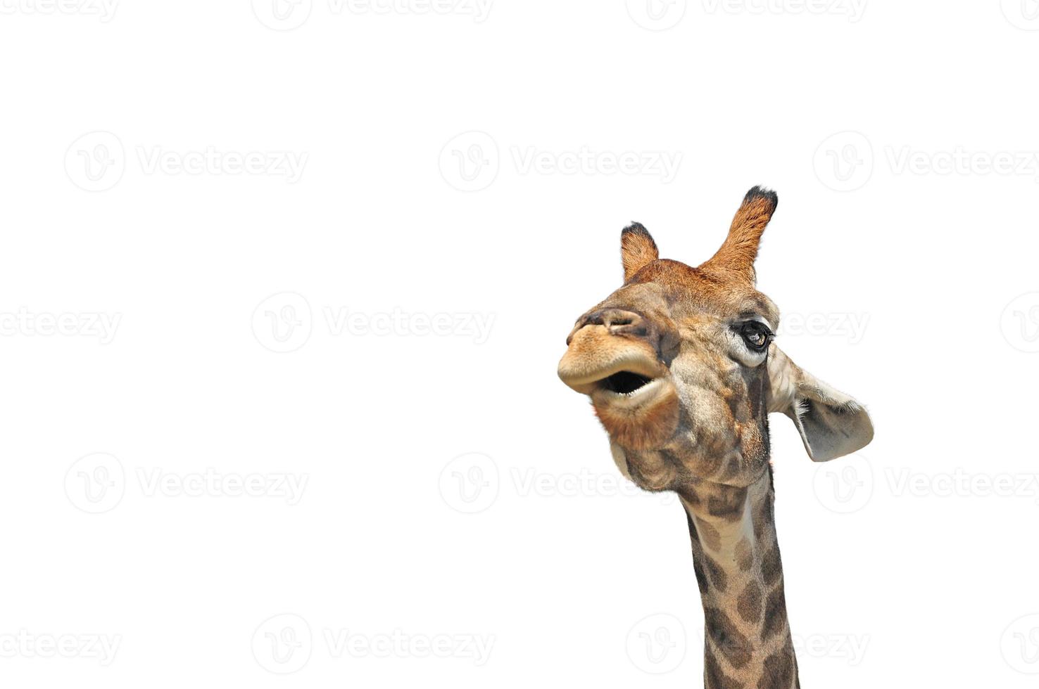cabeça de girafa em um fundo branco. retrato de um animal. elemento para design foto