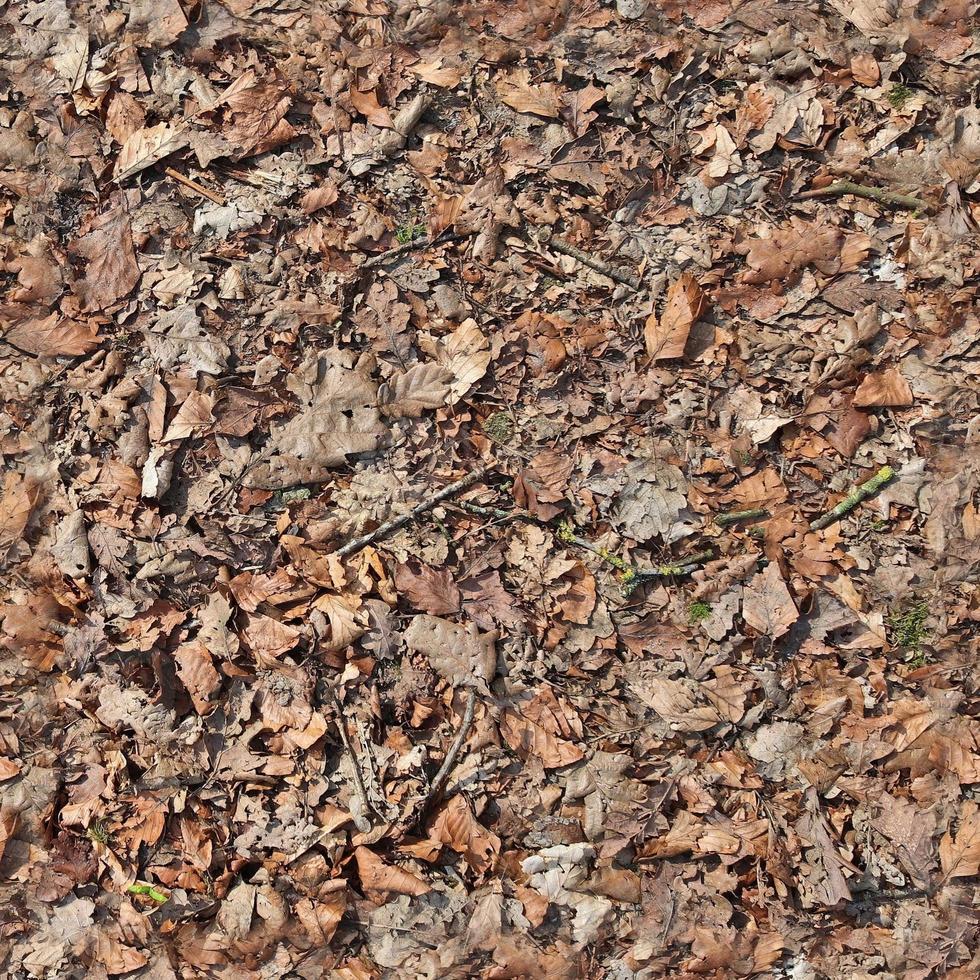 textura perfeita de alta resolução de um solo de floresta com folhas de outono e nozes foto