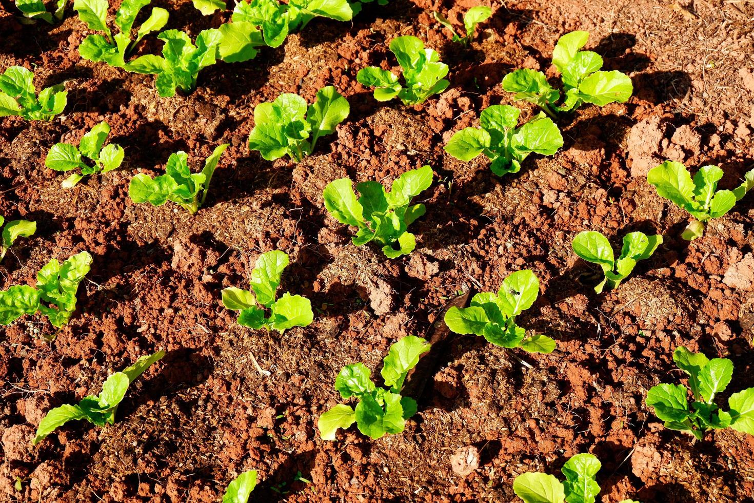 horta do solo, folhas de mostarda alface horta jardinagem com folhas de mostarda plantação de vegetais frescos no chão, no jardim do quintal jardinagem ecologicamente correta natureza fazenda de vegetais foto