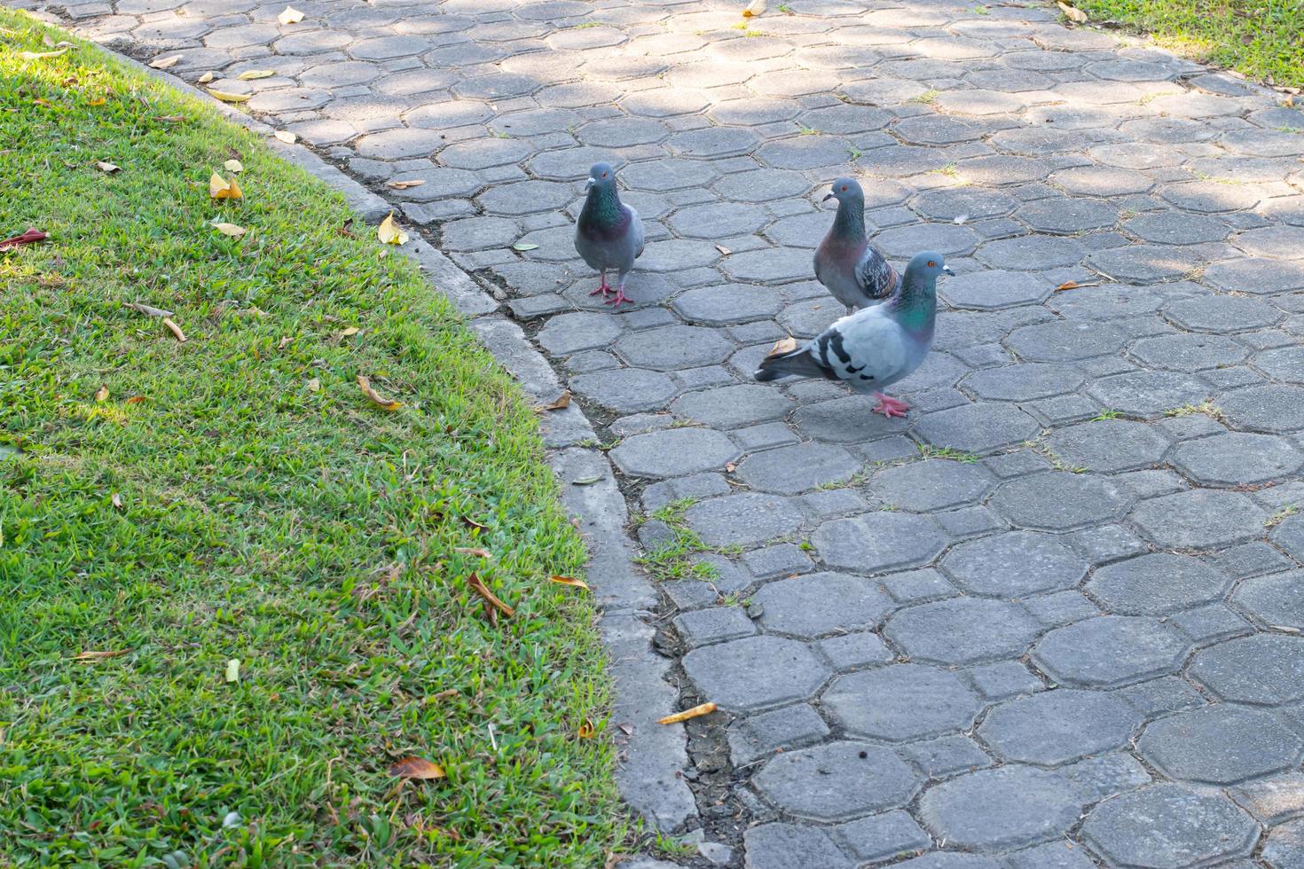 um bando de pombos no parque na passarela foto