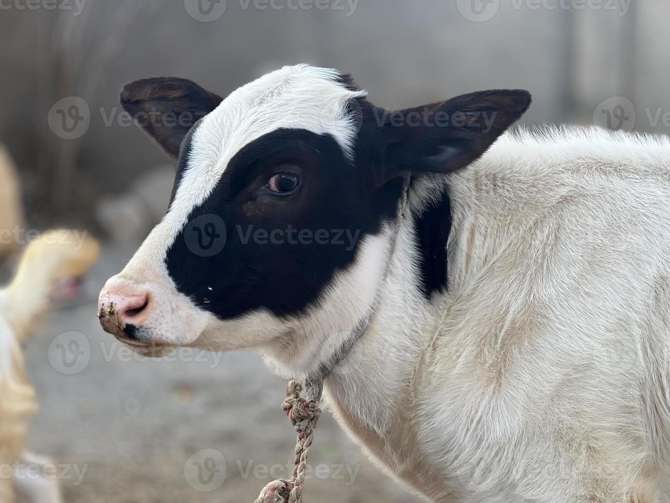 vaca e retrato de bebê de vaca foto