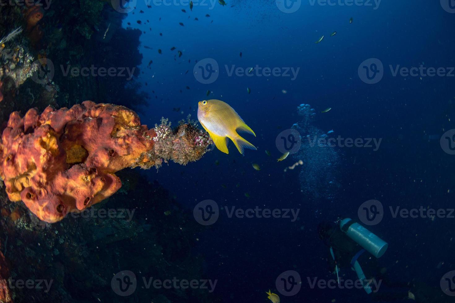 Naufrágio do Navio Liberty no Oceano Índico em Bali Tulamben foto