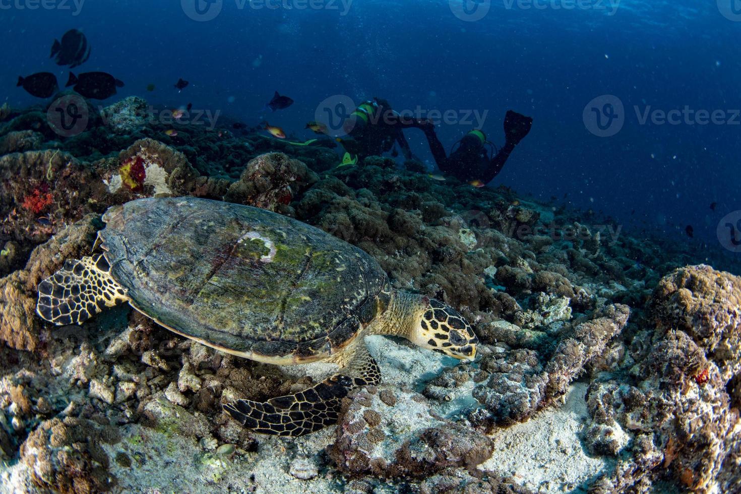 retrato de tartaruga marinha verde de perto enquanto olha para você foto