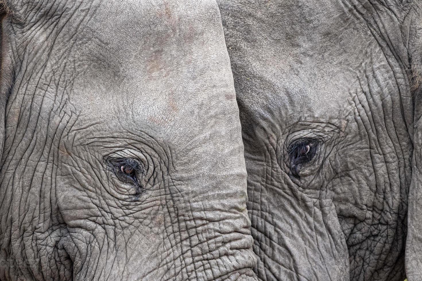 olho de elefante close-up no parque kruger na áfrica do sul foto