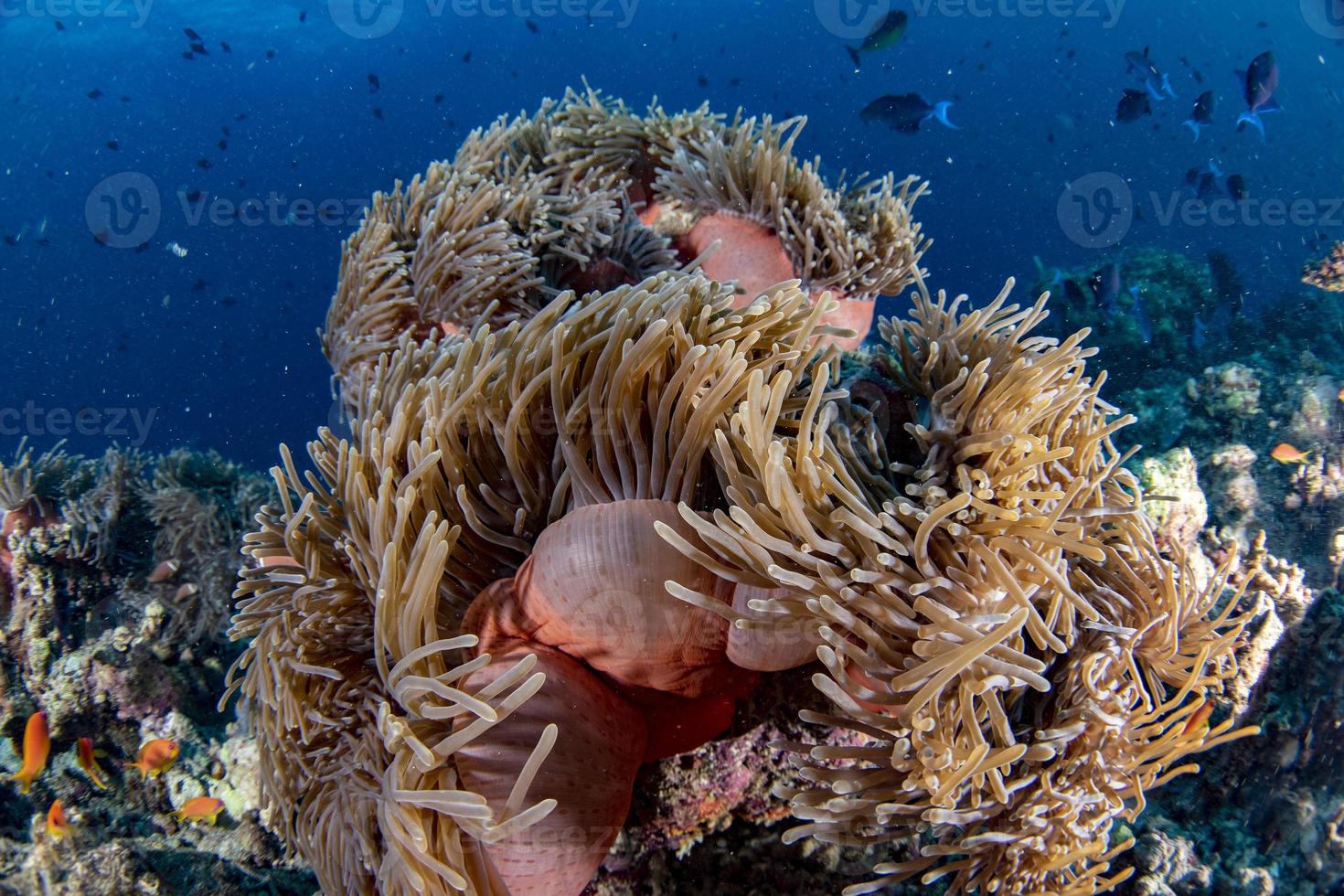 paisagem subaquática colorida com peixe-palhaço anêmona no oceano azul profundo foto