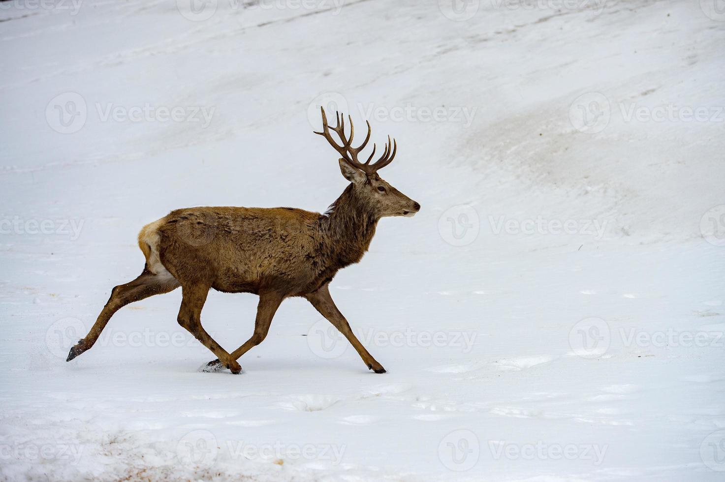 veado correndo na neve na época do natal foto