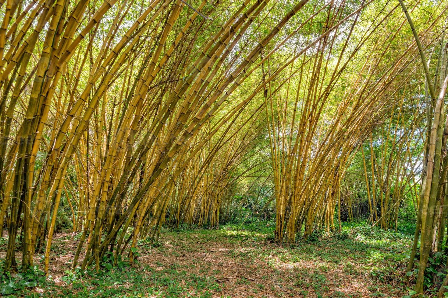 floresta de bambu vista panorâmica selva muito alta foto