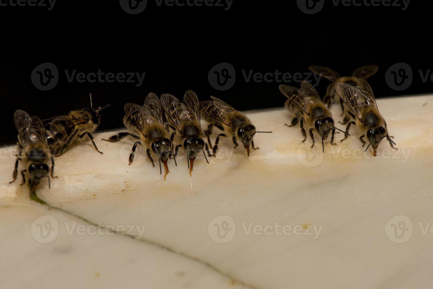 abelhas enquanto bebe água foto