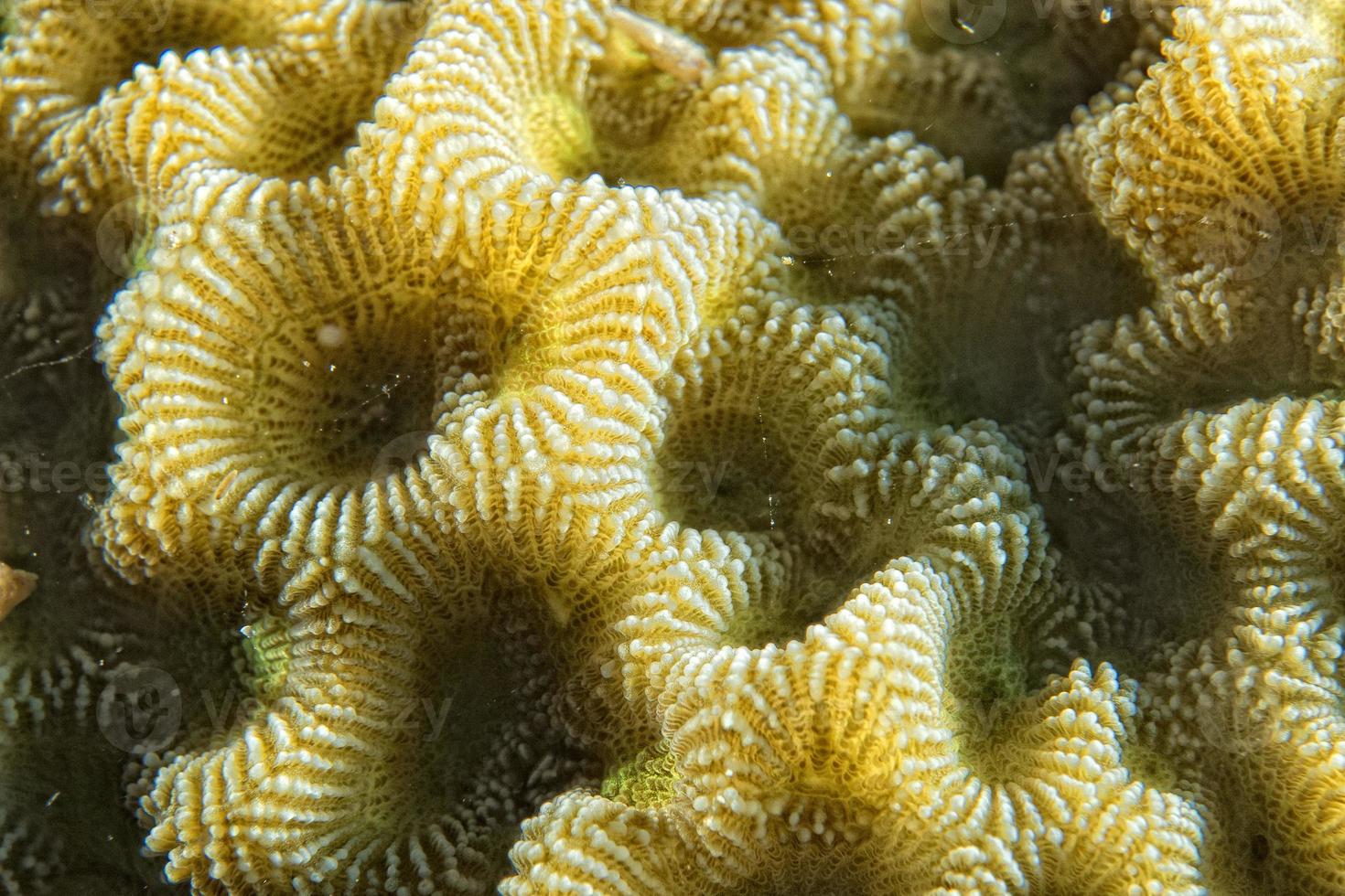detalhe macro de coral duro ao mergulhar na indonésia foto