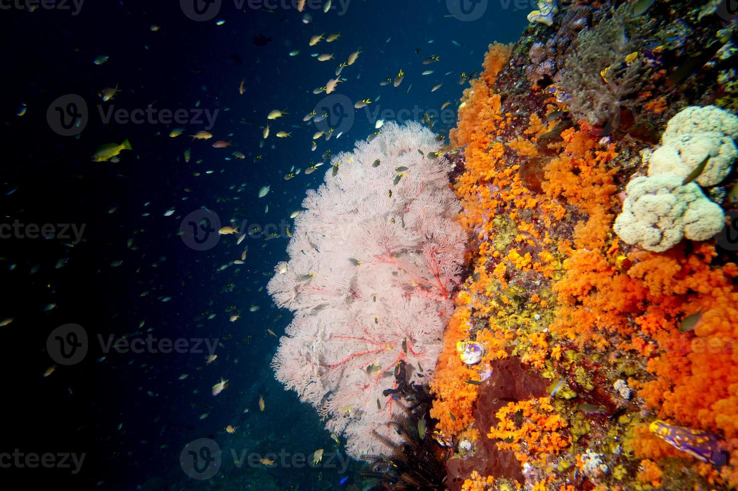 recife subaquático colorido de raja ampat papua, indonésia foto