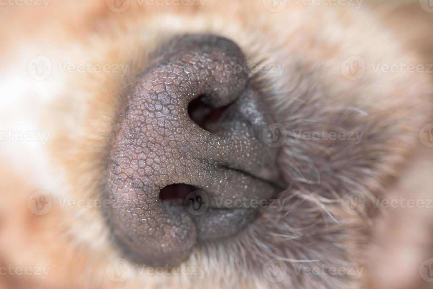 detalhe macro de nariz de cachorro close-up foto