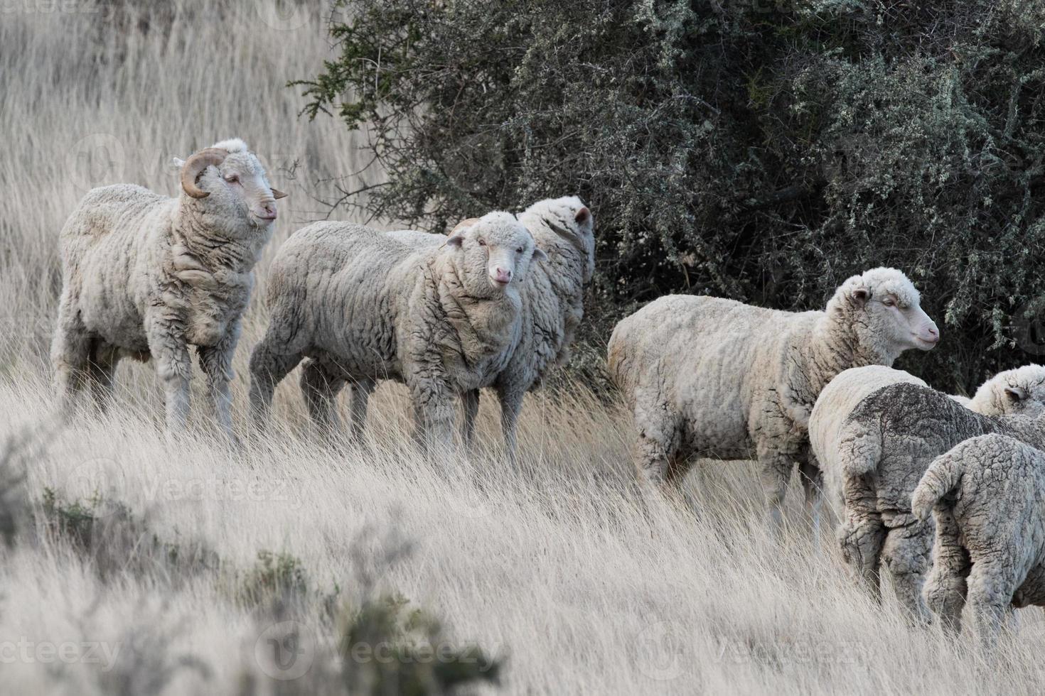 rebanho de ovelhas no fundo de grama da Patagônia foto