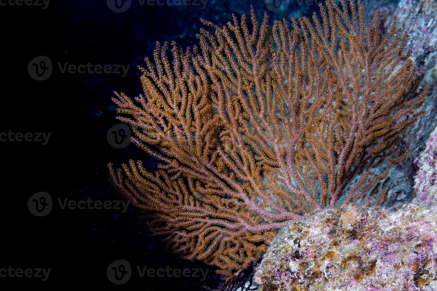 coral gorgonia no oceano azul profundo foto