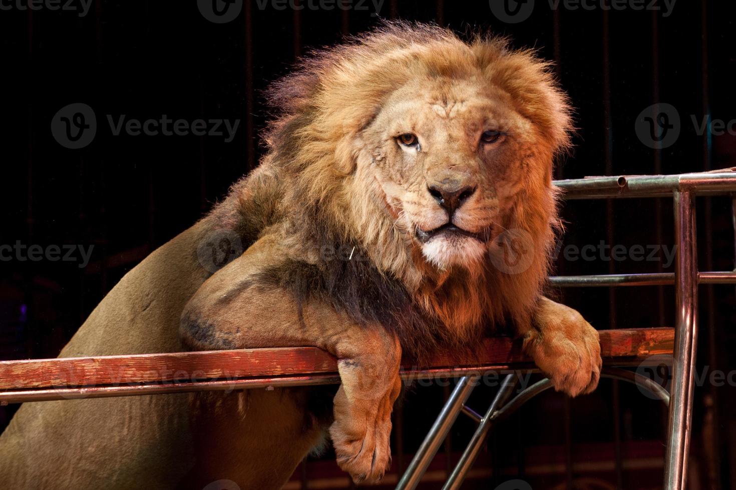 retrato de leão de circo em uma gaiola foto