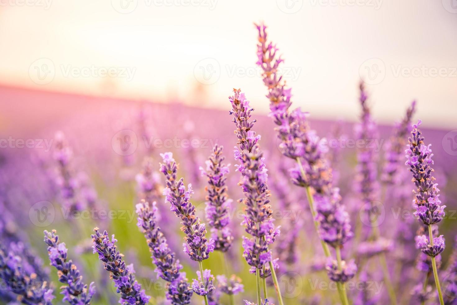 cores vivas, natureza pacífica e idílica de verão, desfoque a cena floral. close-up do campo de lavanda francesa ao pôr do sol, provence, frança, valensole. paisagem da natureza de verão. bela paisagem do campo de lavanda foto