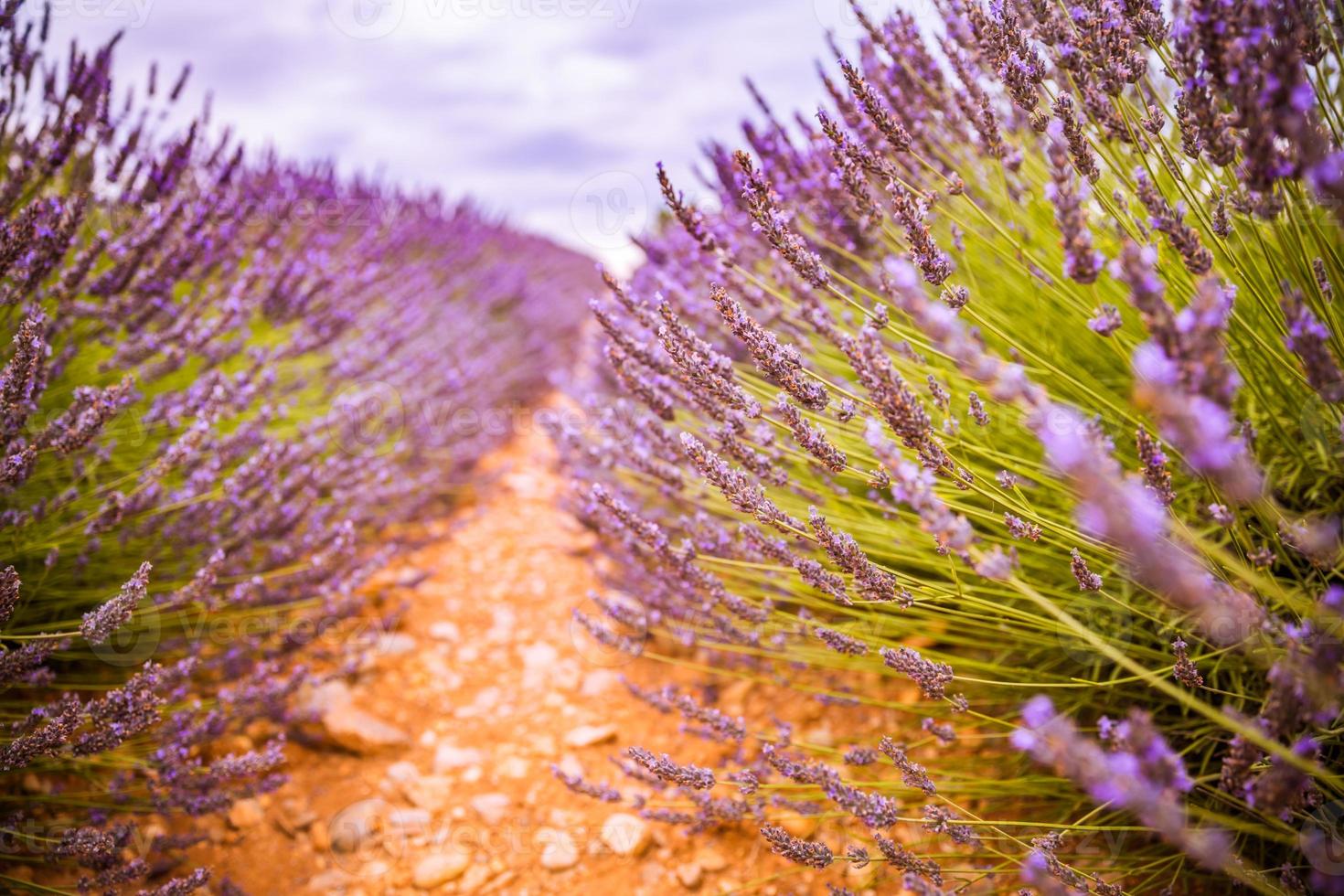 cores vivas, natureza pacífica e idílica de verão, desfoque a cena floral. close-up do campo de lavanda francesa ao pôr do sol, provence, frança, valensole. paisagem da natureza de verão. bela paisagem do campo de lavanda foto