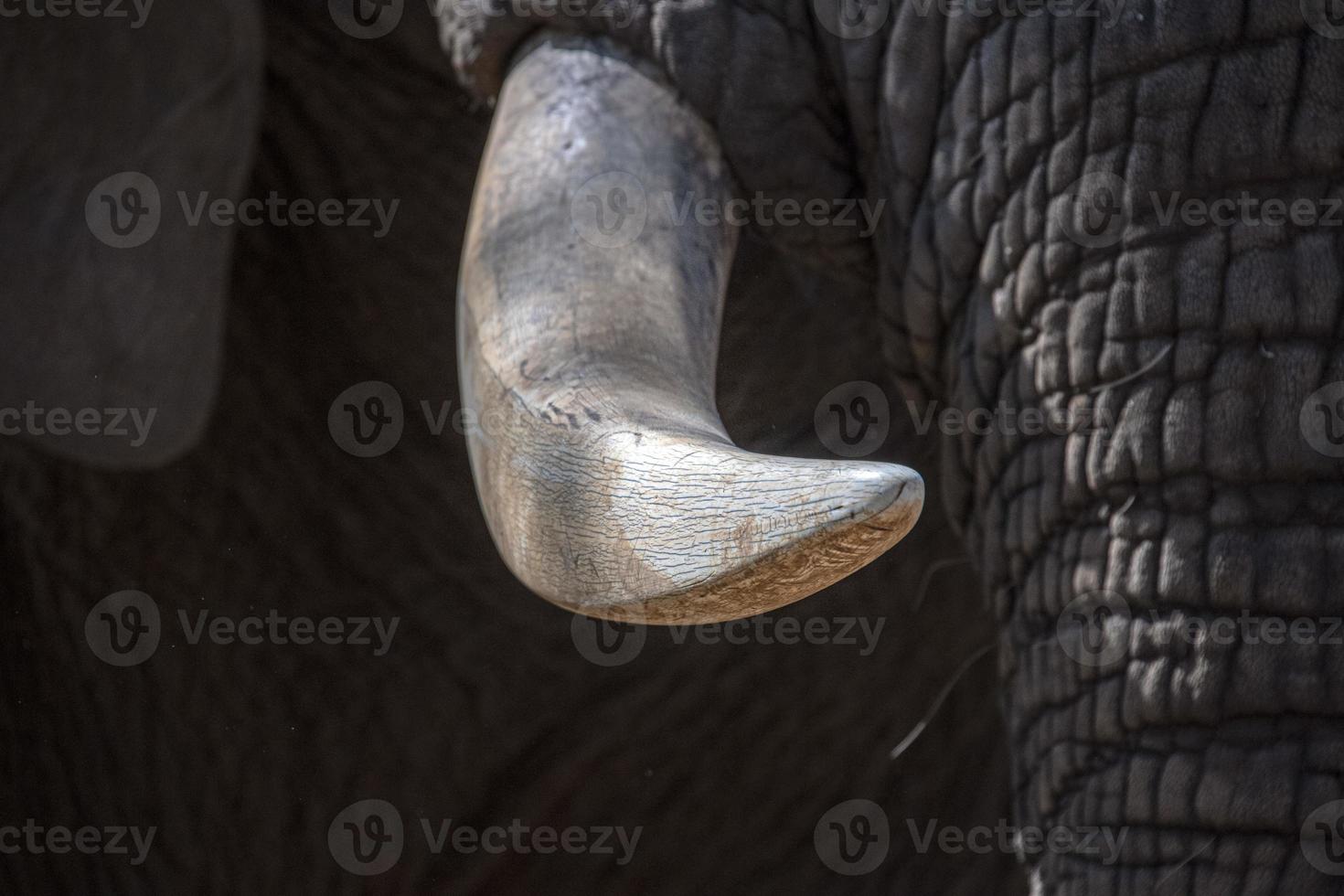 presa de marfim de elefante close-up no parque kruger áfrica do sul foto