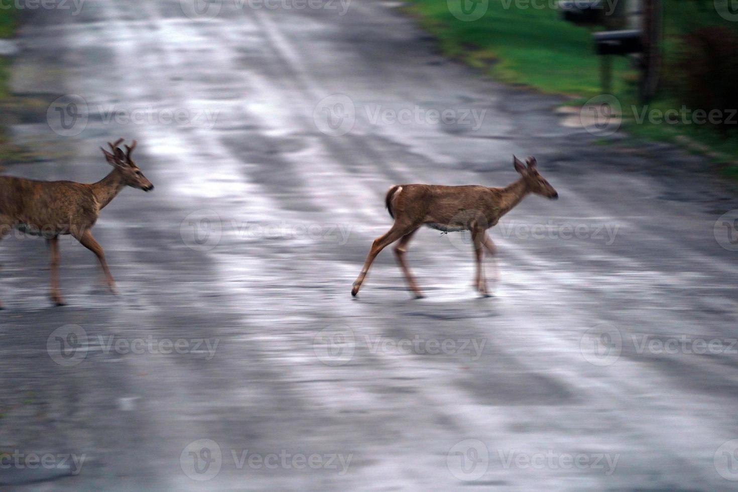 veados de cauda branca na estrada perto das casas na zona rural do estado de nova york foto