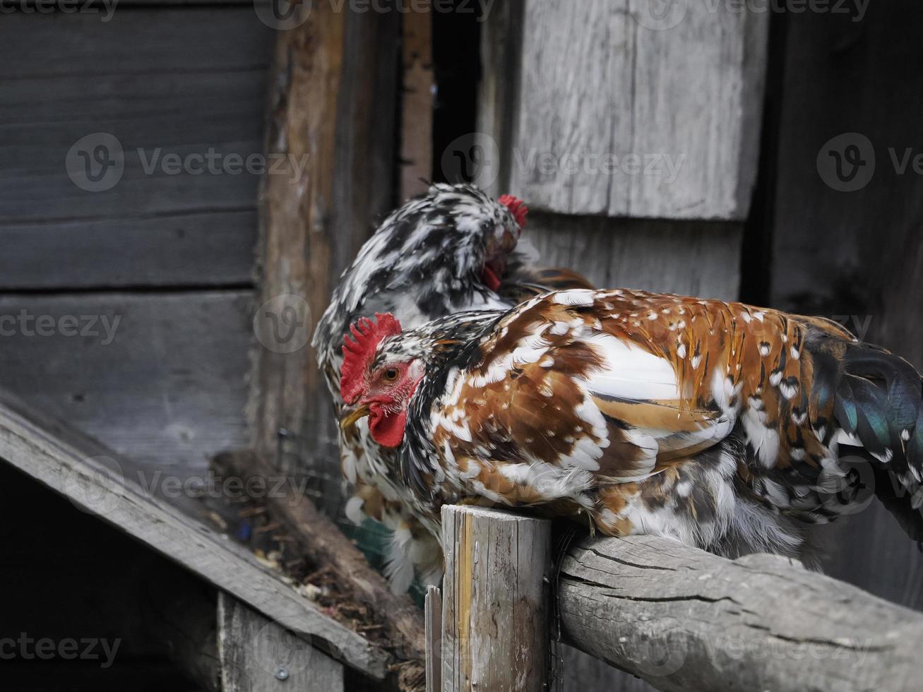 galo ao ar livre olhando para você foto