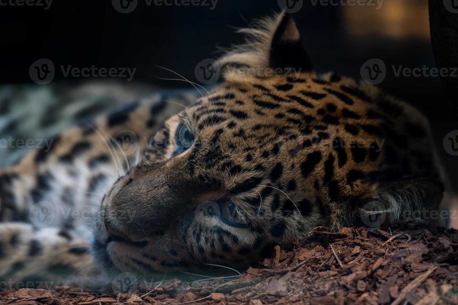 leopardo do norte da china de perto foto