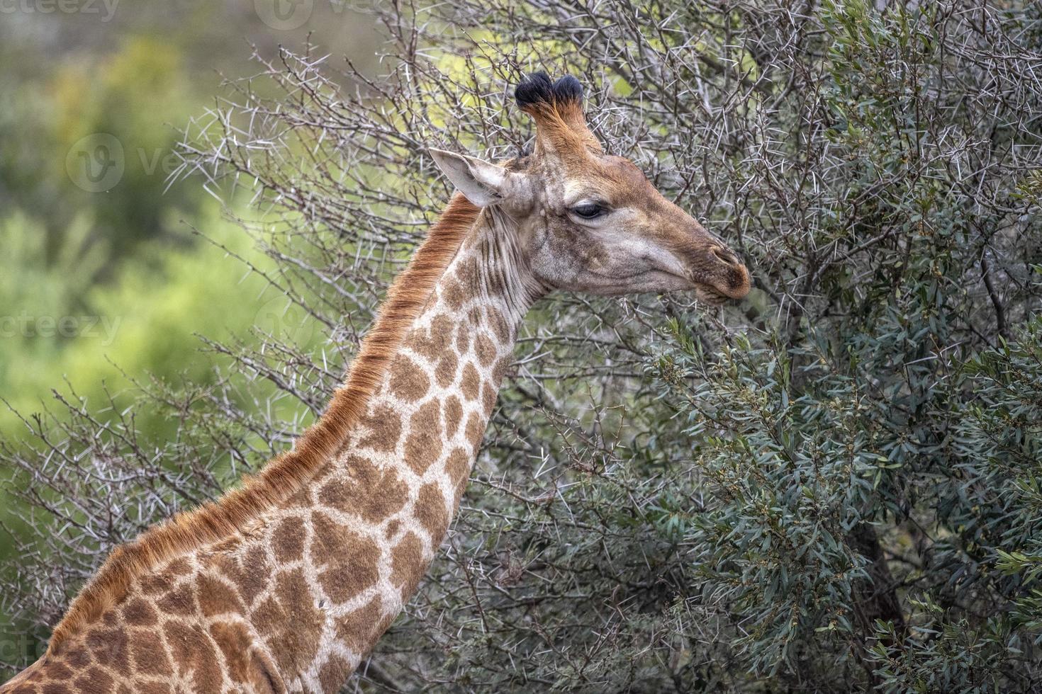 girafa no parque kruger áfrica do sul foto