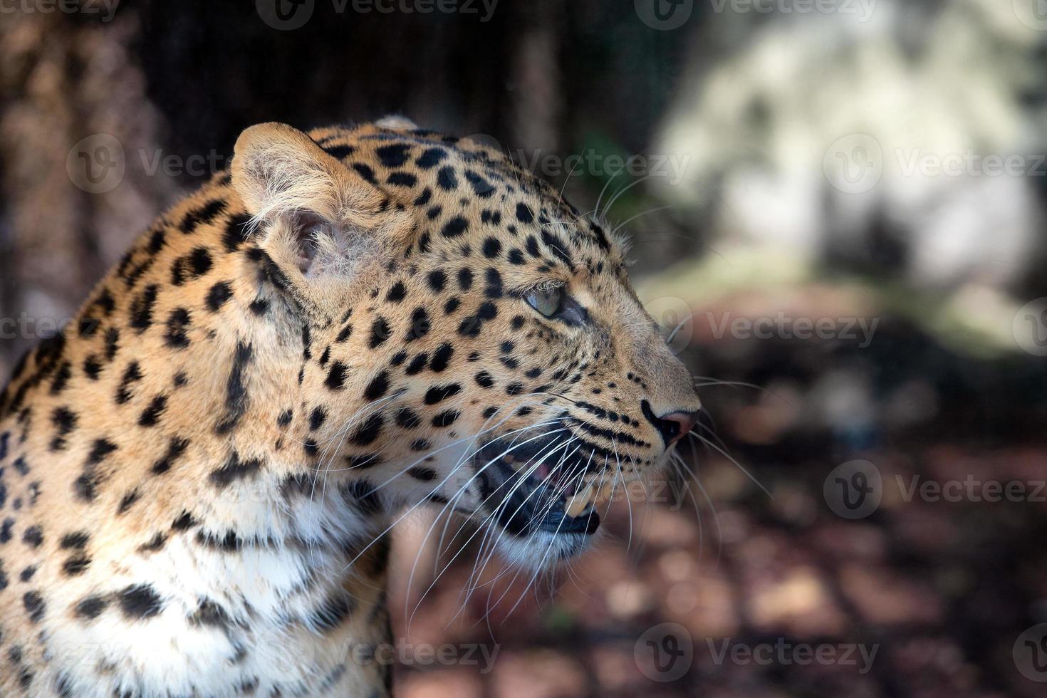 leopardo do norte da china de perto foto