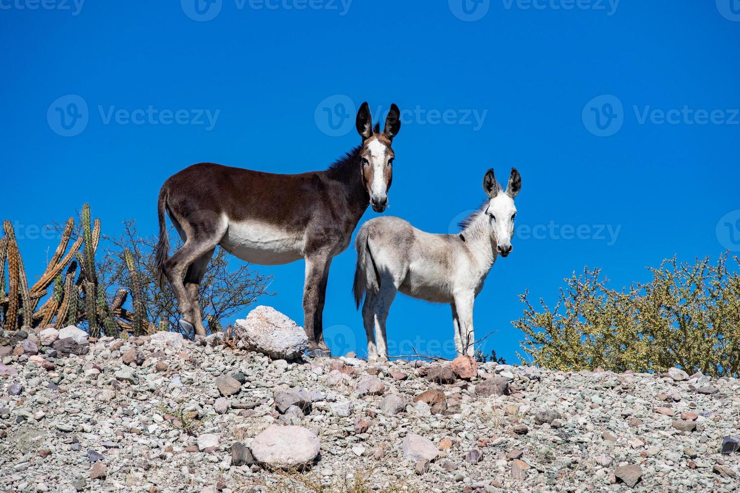 retrato de burro selvagem no deserto de baja california foto