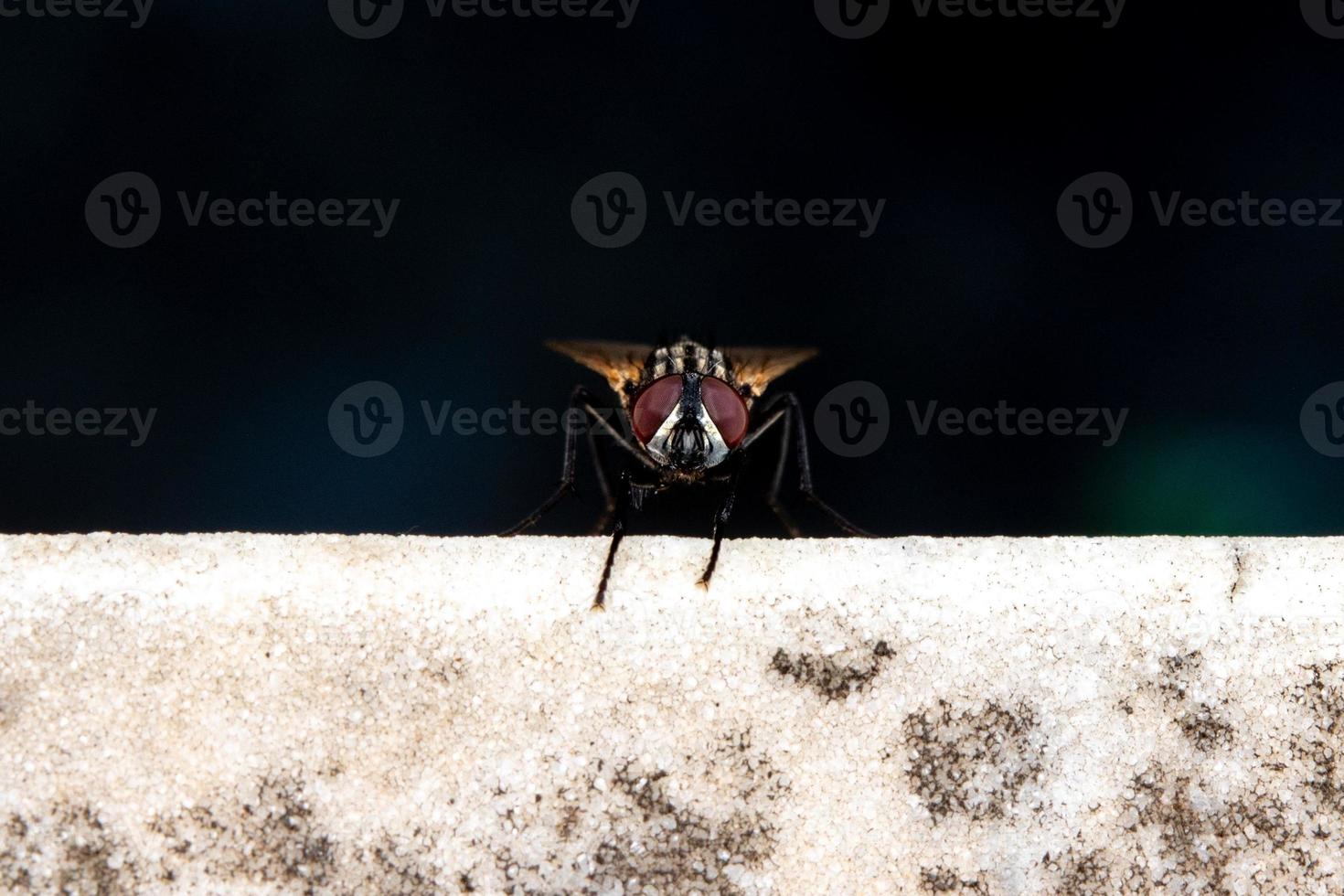 retrato de close-up de macro de mosca foto