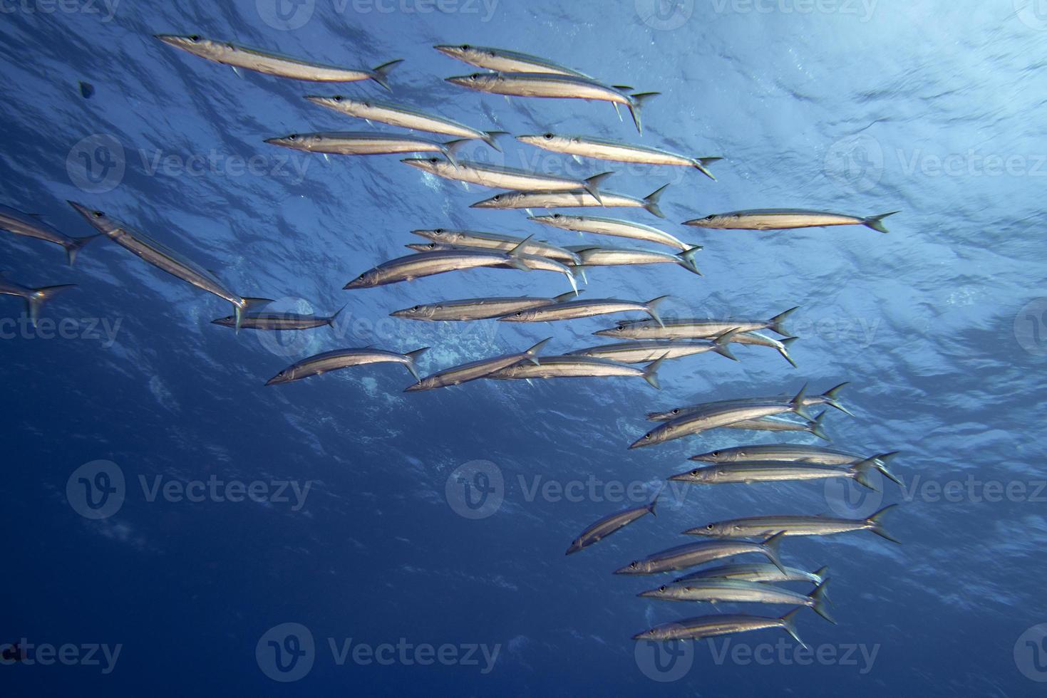 escola de barracuda bola de isca de peixe foto