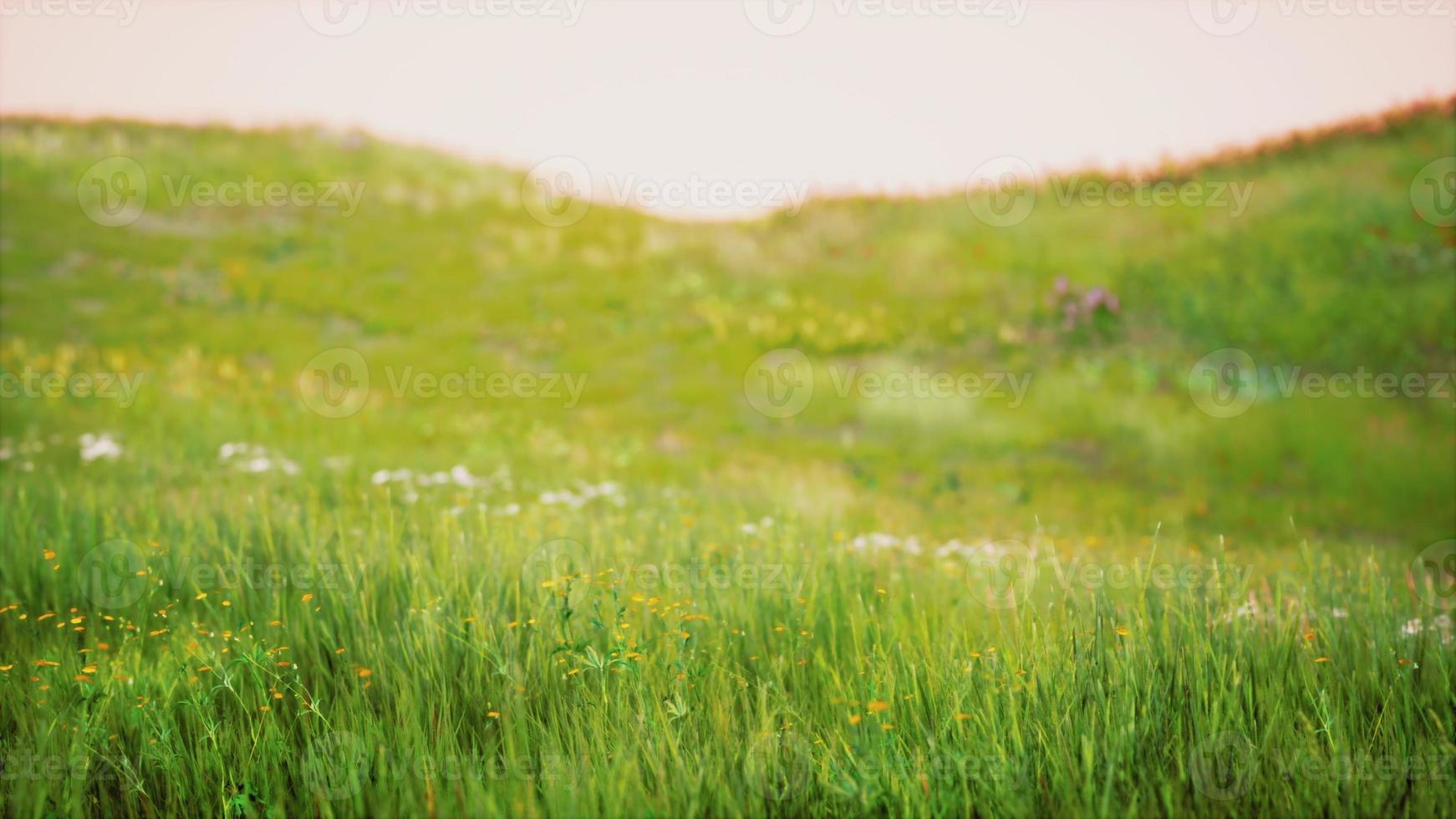 paisagem de grama verde com colinas e céu azul foto