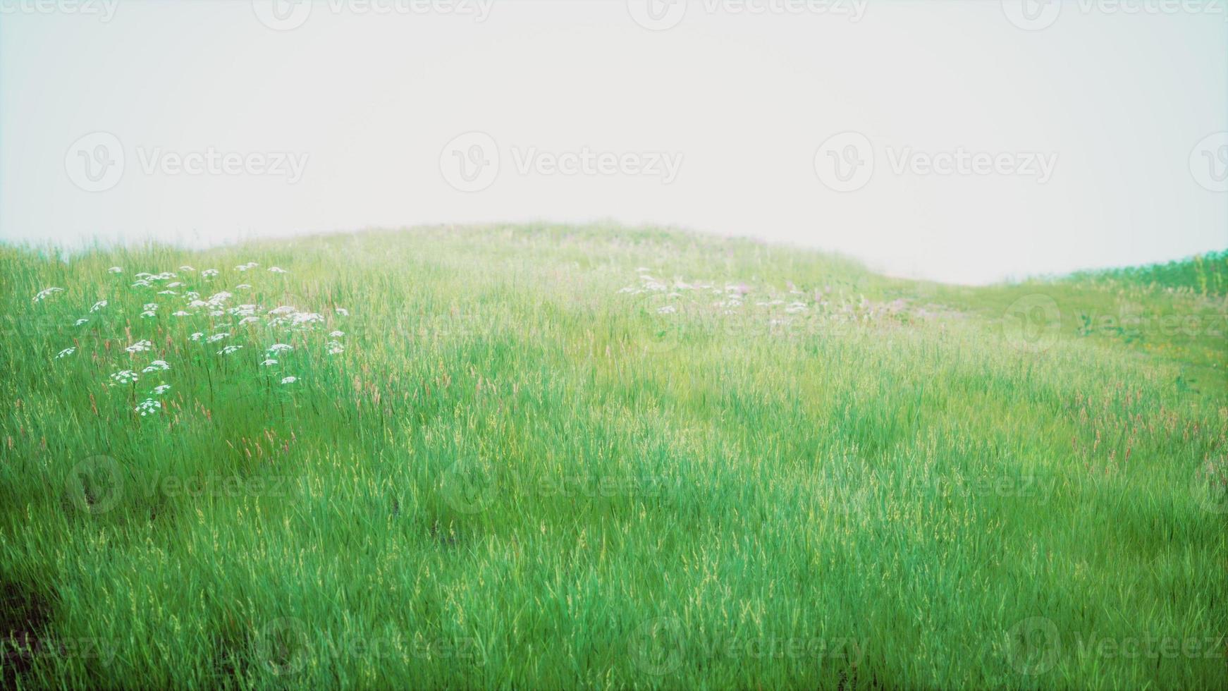 paisagem de grama verde na encosta foto