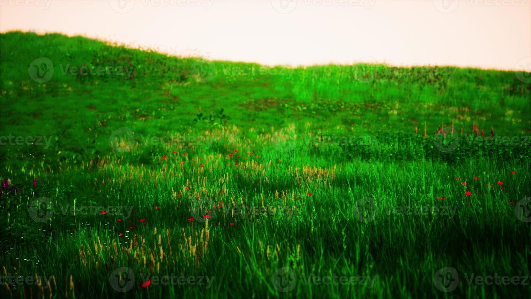 paisagem de grama verde com colinas e céu azul foto