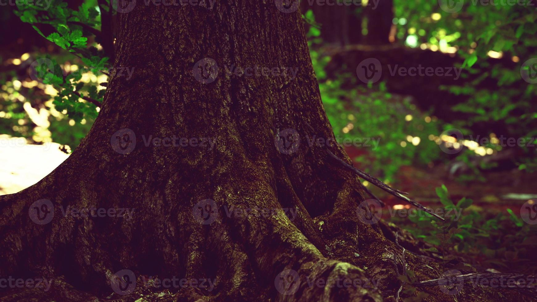 raízes de árvores grandes e longas com musgo foto