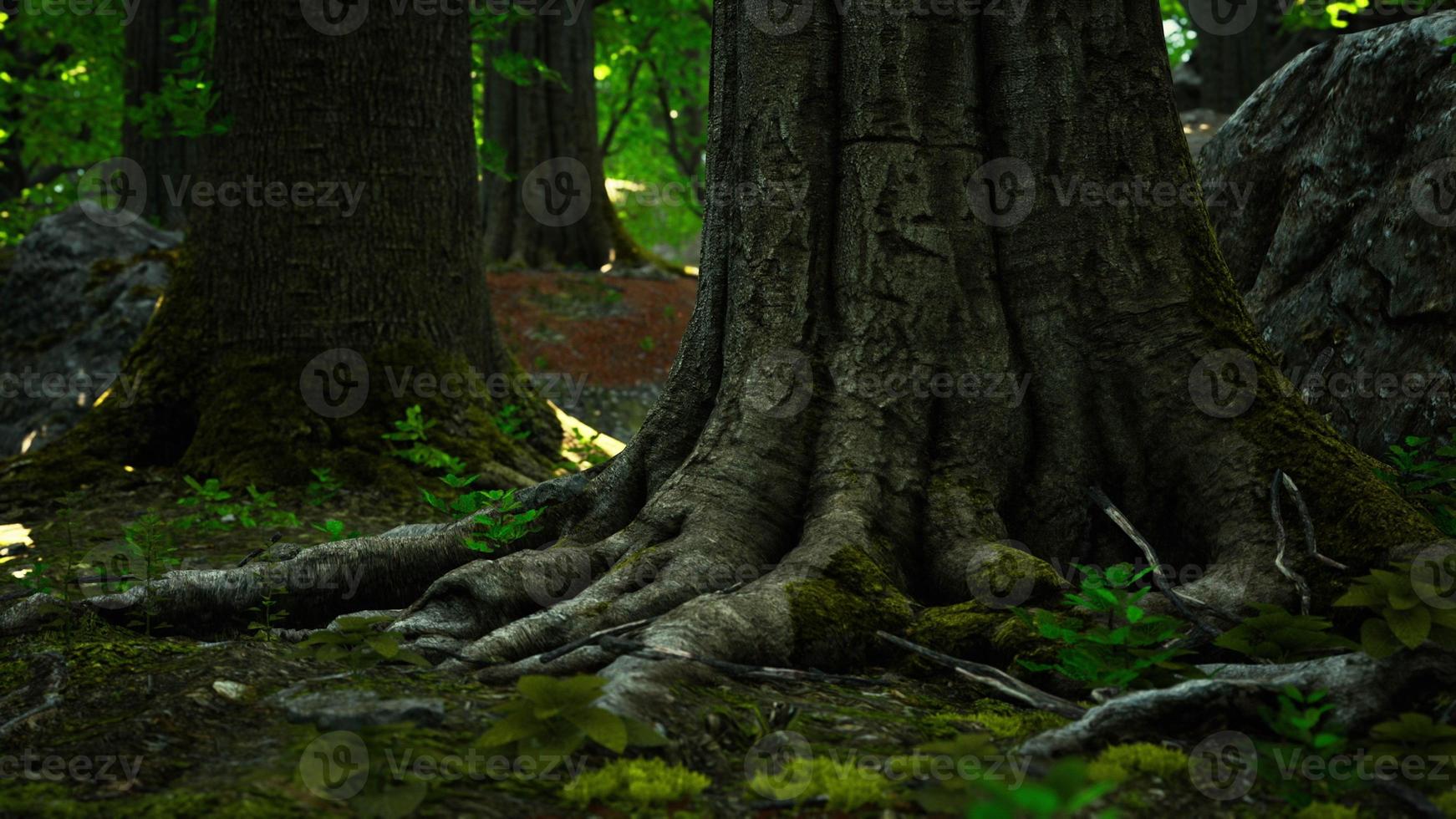 raízes de árvores grandes e longas com musgo foto