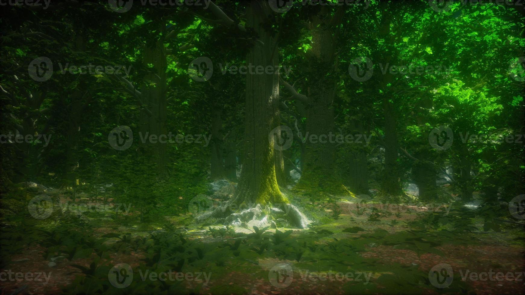 close-up verde musgo em árvore na floresta foto