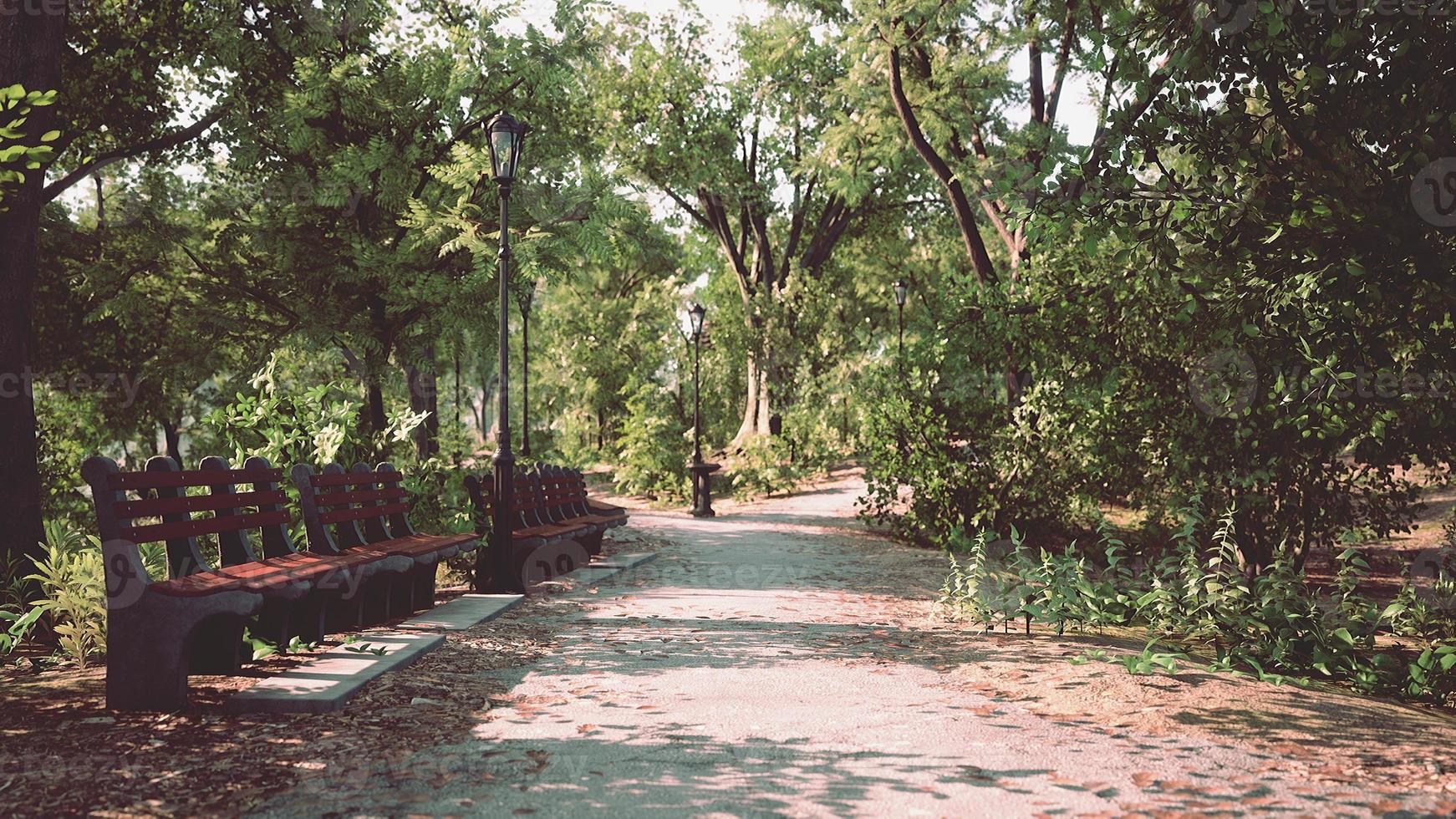 caminhos na zona do parque foto
