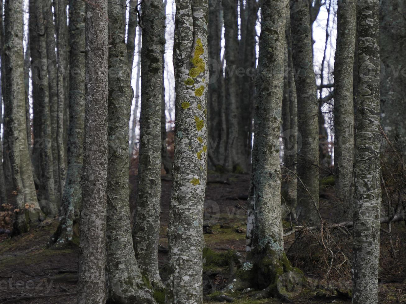 floresta de faias com uma árvore muito velha no lago calamone ventasso itália foto