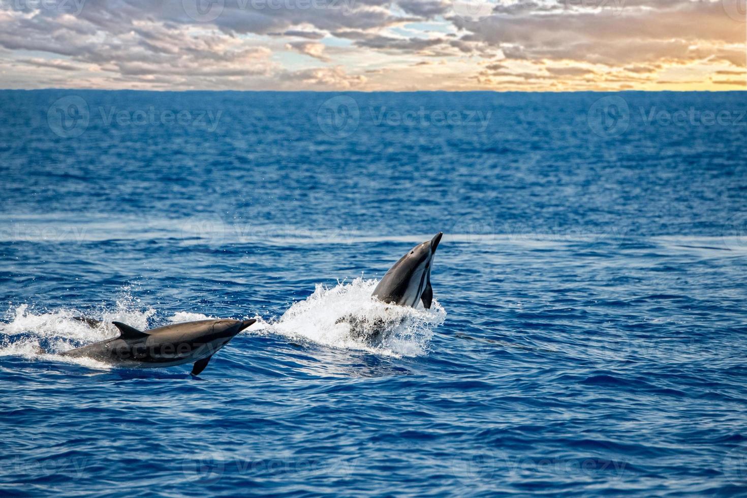 golfinho pulando no mar ao pôr do sol foto