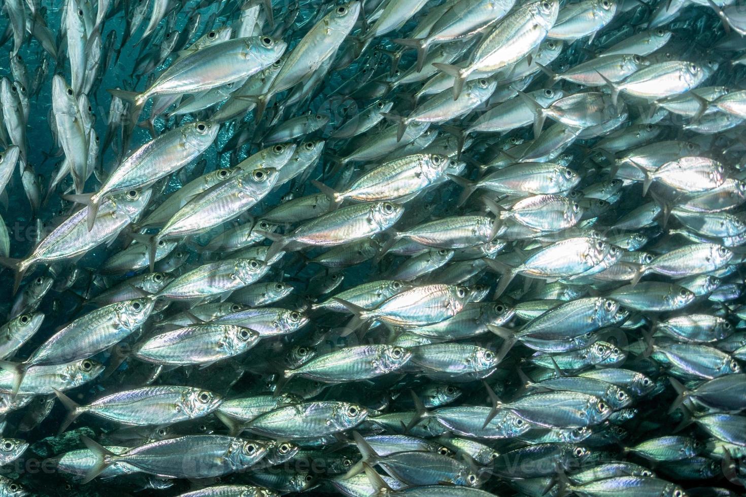 cardume de sardinhas debaixo d'água foto