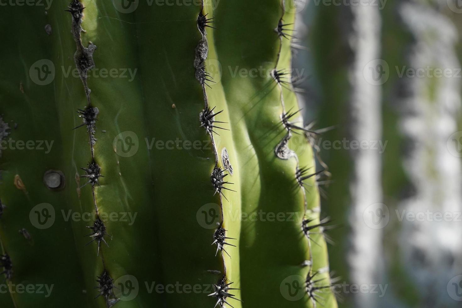 detalhe mexicano dos espinhos do cacto em baja california foto