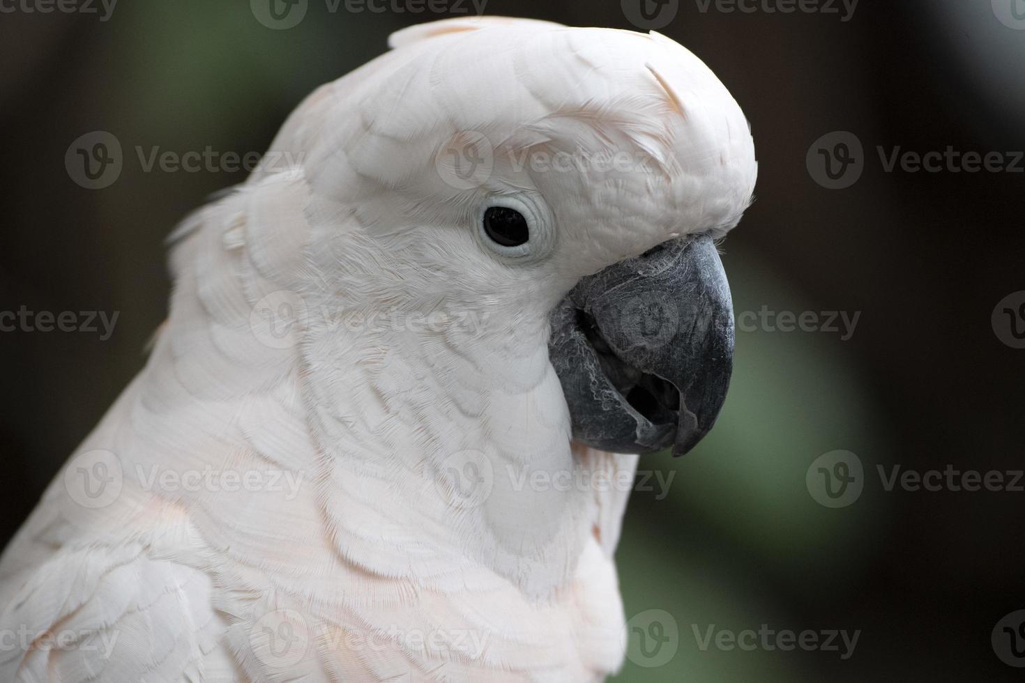 pássaro cacatua rosa de perto foto