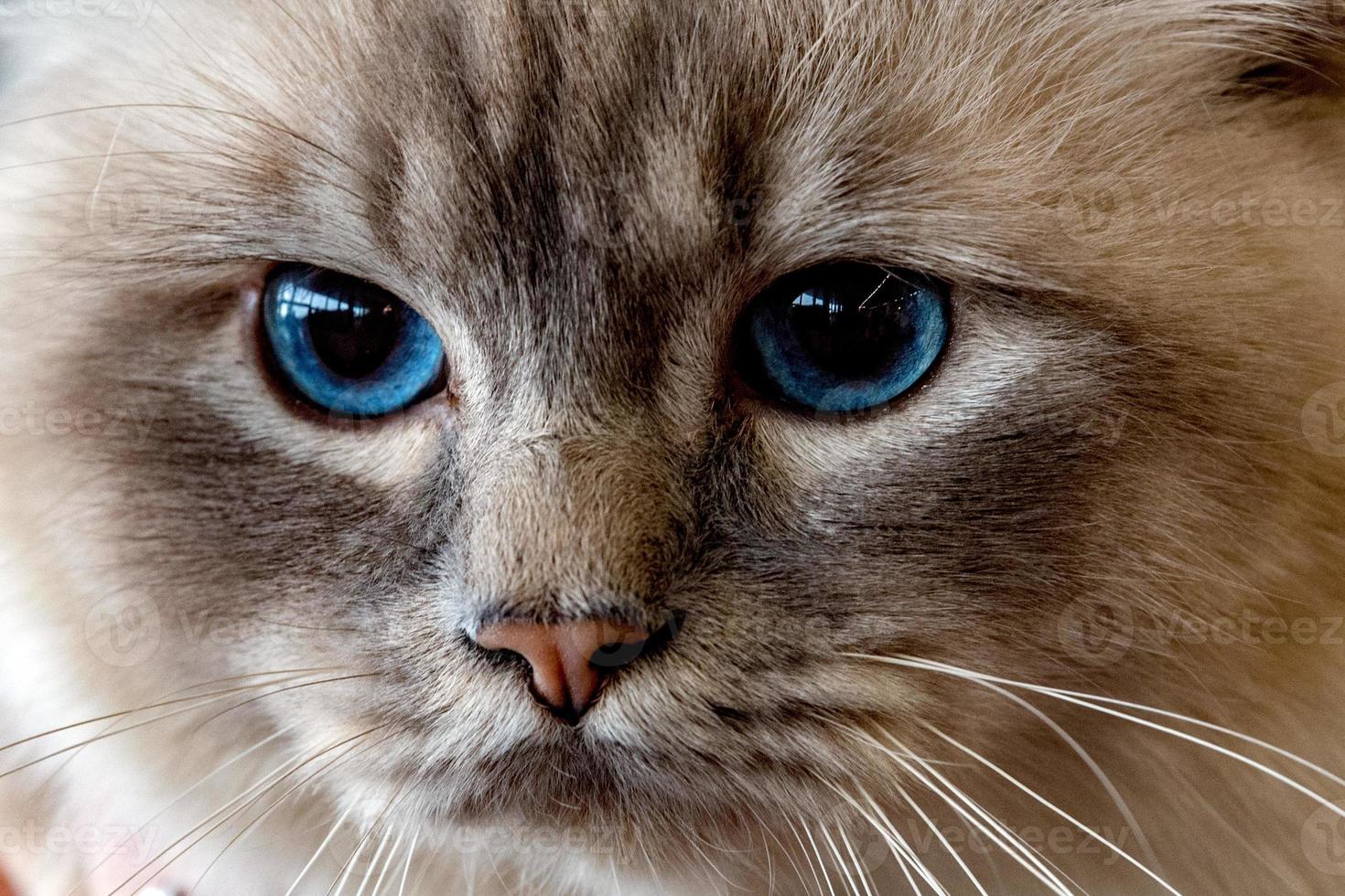 olhos de gato azul fecham detalhes foto