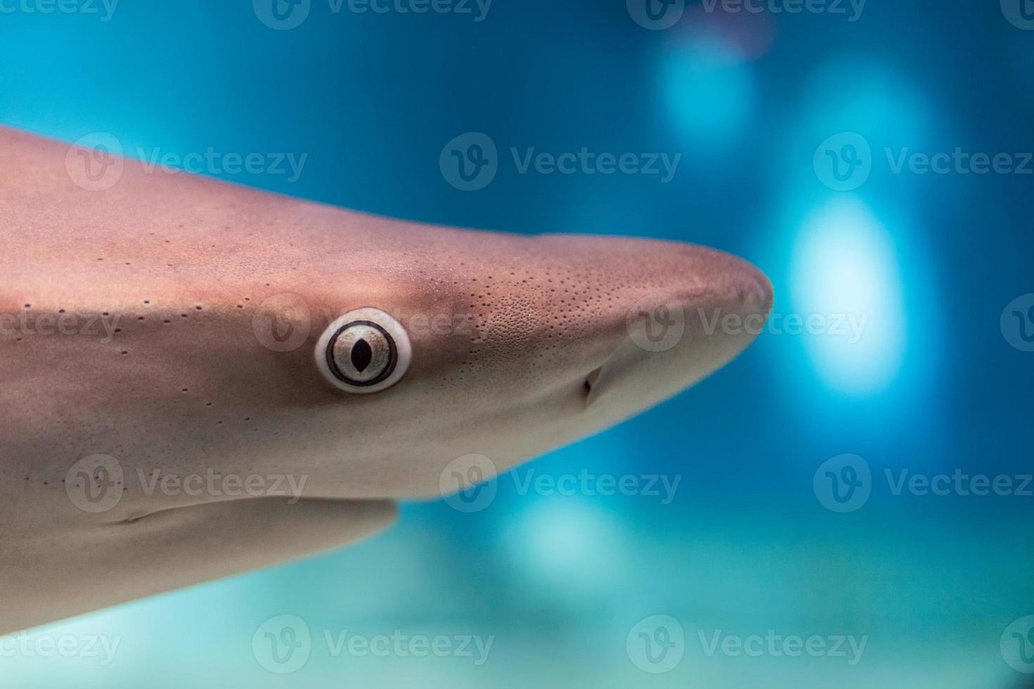 olho de tubarão close-up macro de detalhes pronto para atacar foto