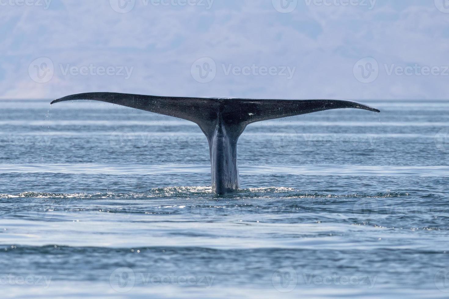 baleia azul em loreto, baja california, méxico, maior animal do mundo em extinção foto