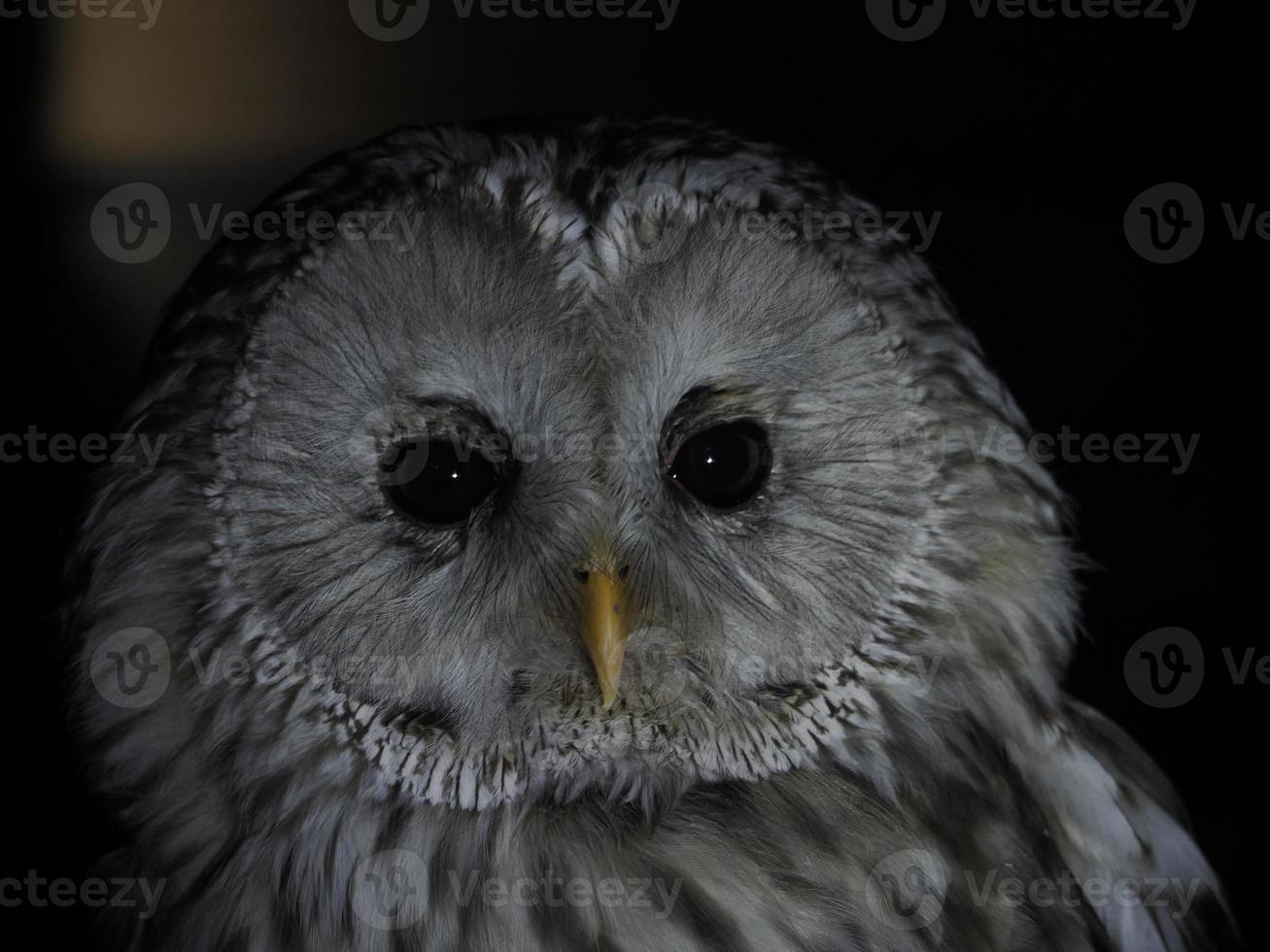 portait de coruja strix uralensis isolado em preto foto